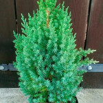 Миниатюра 3. Можжевельник китайский 