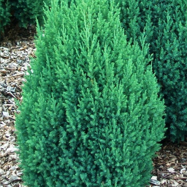 Фото 4. Можжевельник китайский 