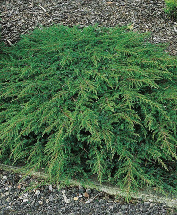 Можжевельник обыкновенный Green Carpet в каталоге СЦ Корекозево