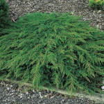 Миниатюра 1. Можжевельник обыкновенный 