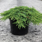 Миниатюра 2. Можжевельник обыкновенный 