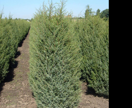 Можжевельник обыкновенный Hibernica в каталоге СЦ Корекозево