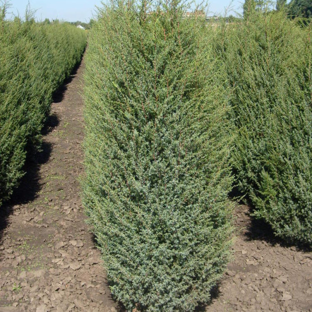 Фото 1. Можжевельник обыкновенный 