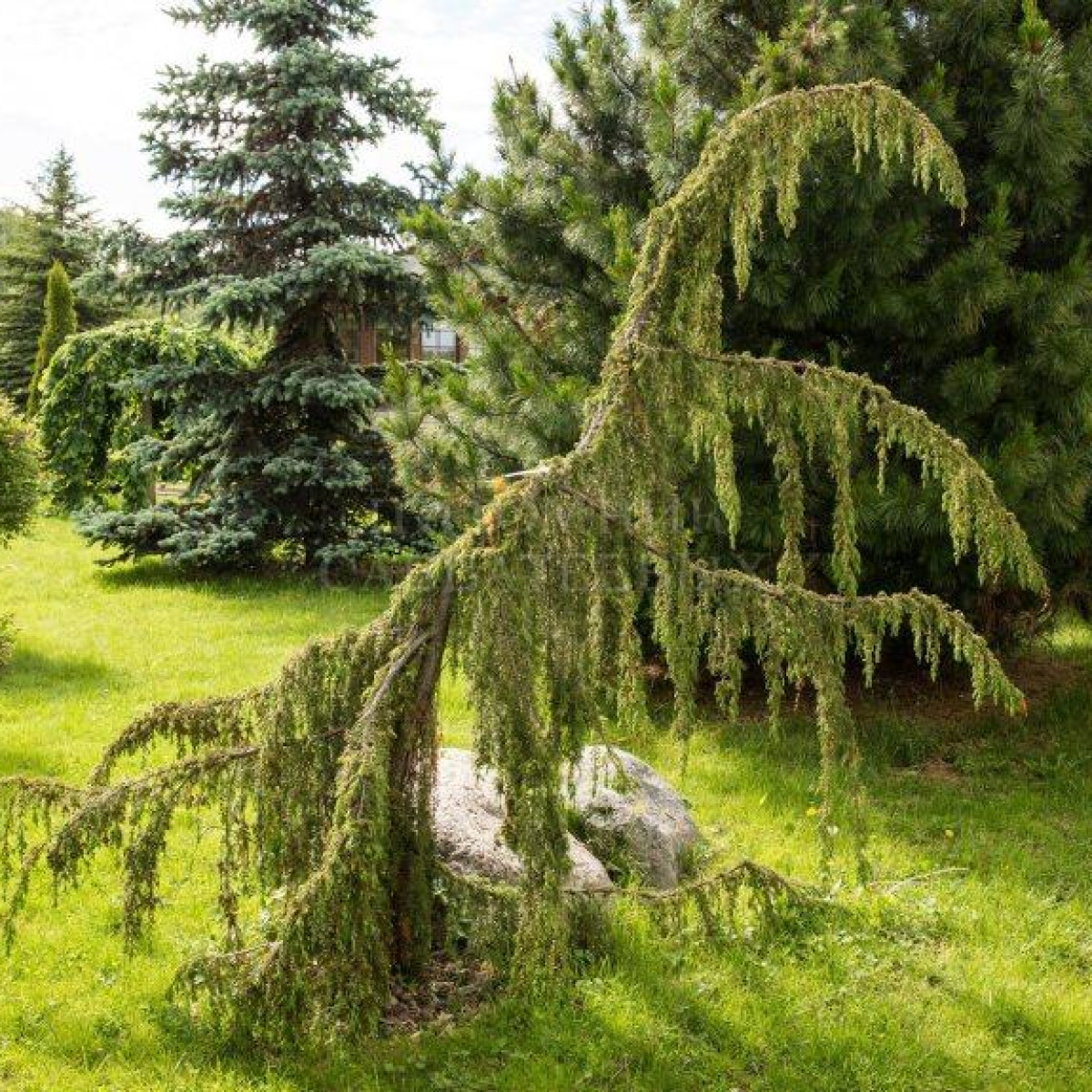 Можжевельник обыкновенный Horstmann в каталоге СЦ Корекозево