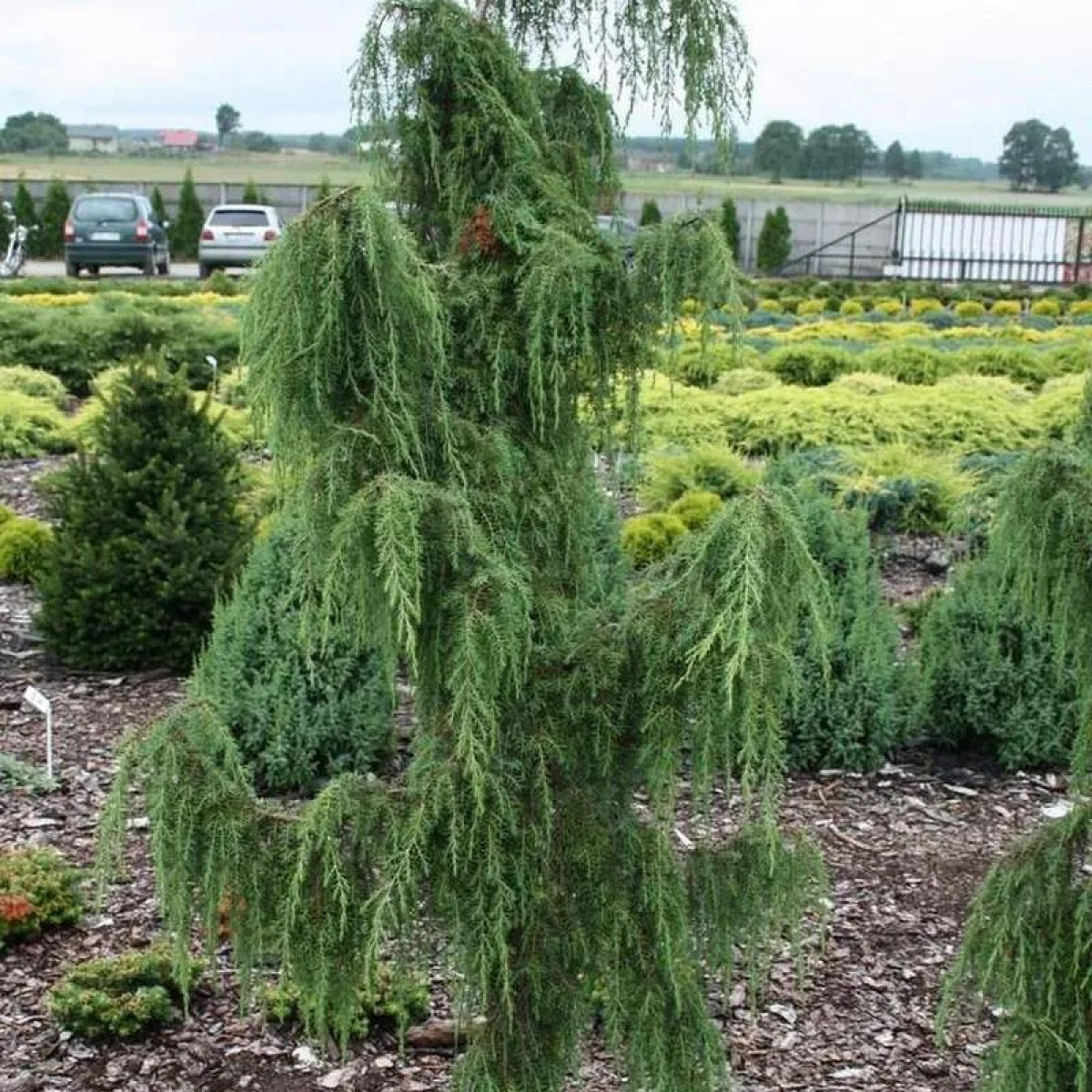 Можжевельник обыкновенный Horstmann в каталоге СЦ Корекозево