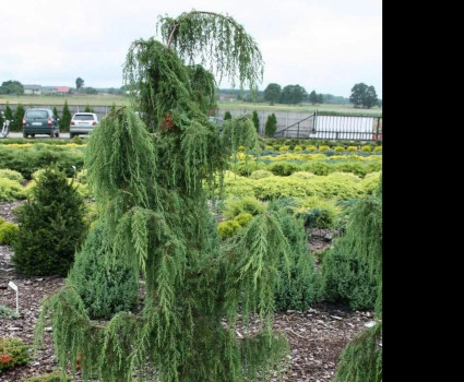 Можжевельник обыкновенный Horstmann в каталоге СЦ Корекозево