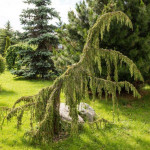 Миниатюра 1. Можжевельник обыкновенный 