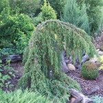 Миниатюра 3. Можжевельник обыкновенный 