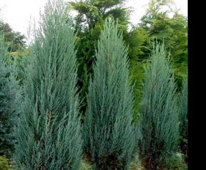 Можжевельник скальный Blue Arrow в каталоге СЦ Корекозево