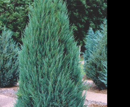 Можжевельник скальный Blue Arrow в каталоге СЦ Корекозево