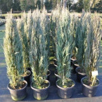 Миниатюра 3. Можжевельник скальный 