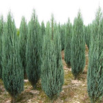 Миниатюра 4. Можжевельник скальный 