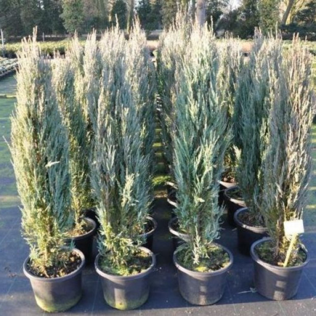 Фото 3. Можжевельник скальный 