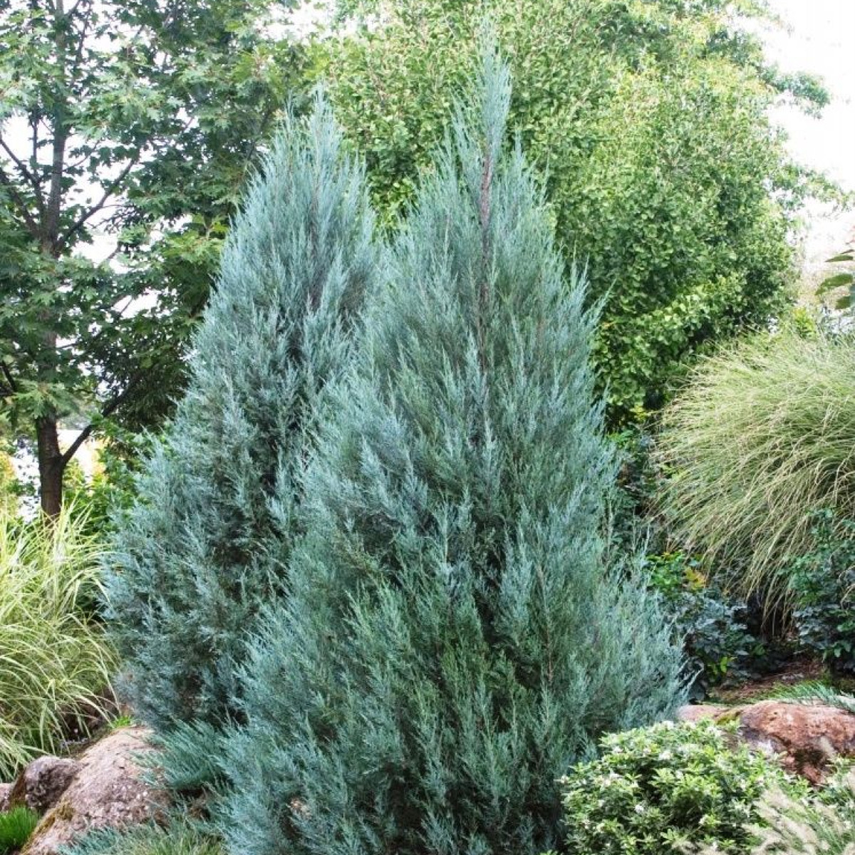 Можжевельник скальный Moonglow в каталоге СЦ Корекозево