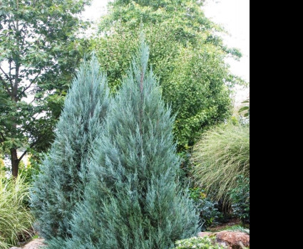 Можжевельник скальный Moonglow в каталоге СЦ Корекозево