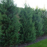 Миниатюра 3. Можжевельник скальный 