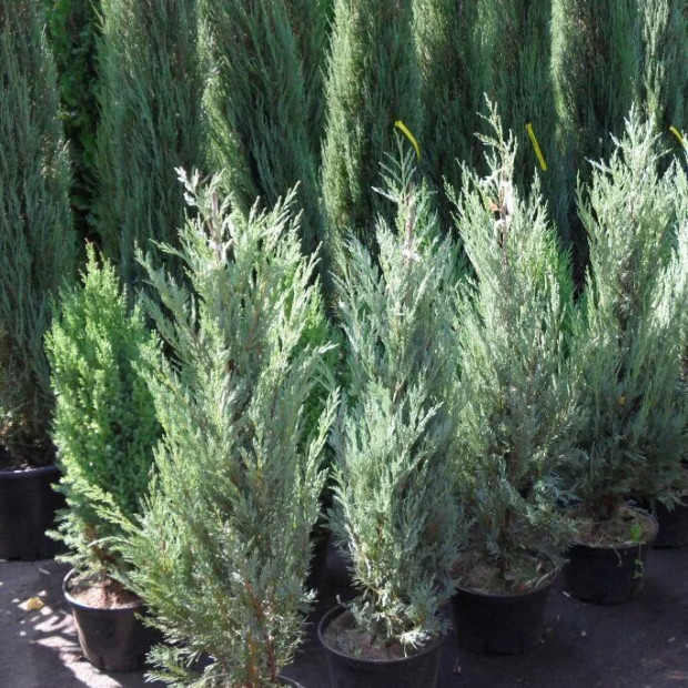 Фото 2. Можжевельник скальный 