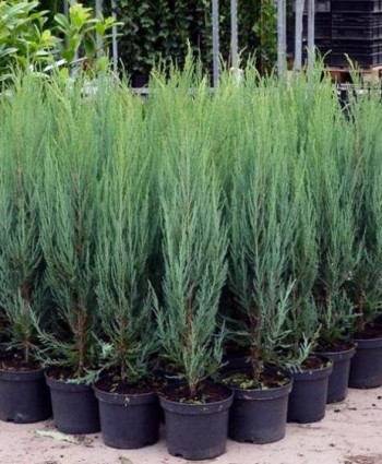 Можжевельник скальный Skyrocket в каталоге СЦ Корекозево