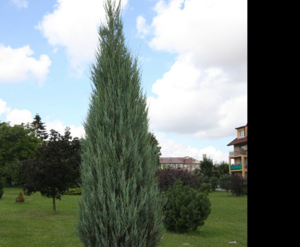 Можжевельник скальный Skyrocket в каталоге СЦ Корекозево