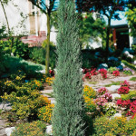 Миниатюра 2. Можжевельник скальный 