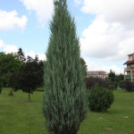 Миниатюра 3. Можжевельник скальный 