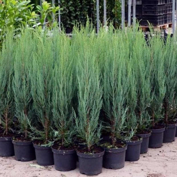 Фото 1. Можжевельник скальный 