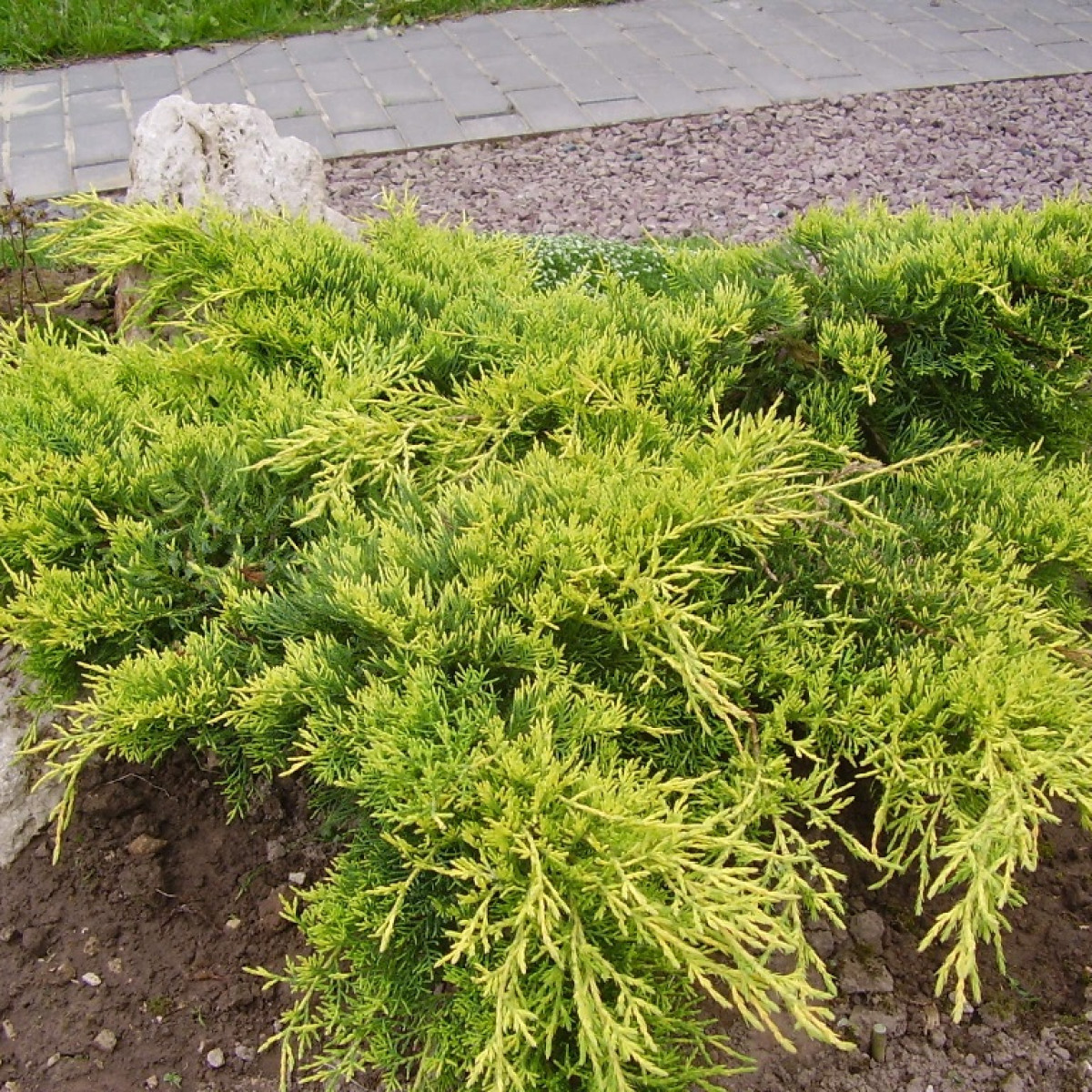 Можжевельник средний Gold Coast в каталоге СЦ Корекозево