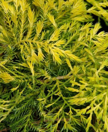 Можжевельник средний Gold Coast в каталоге СЦ Корекозево