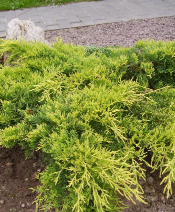 Можжевельник средний Gold Coast в каталоге СЦ Корекозево