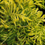 Миниатюра 1. Можжевельник средний 