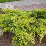 Миниатюра 3. Можжевельник средний 