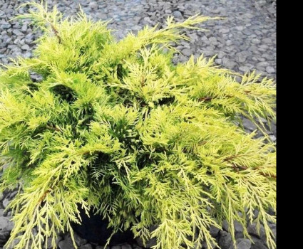 Можжевельник средний Gold Star в каталоге СЦ Корекозево