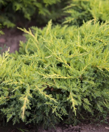 Можжевельник средний Gold Star в каталоге СЦ Корекозево