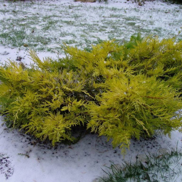 Фото 2. Можжевельник средний 