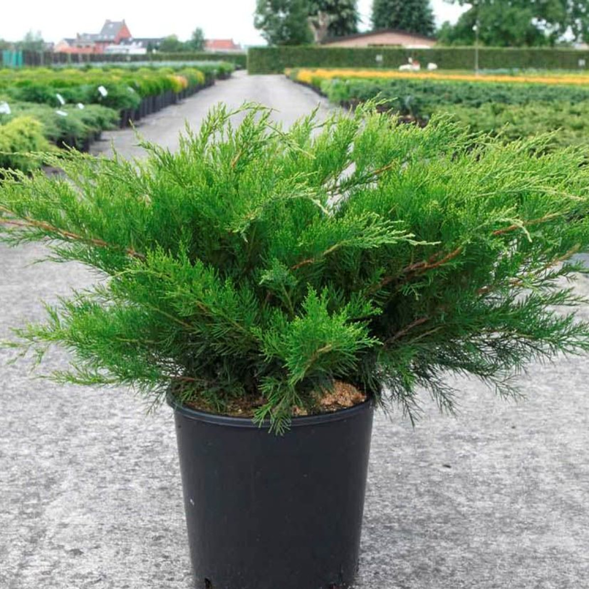 Можжевельник средний Mint Julep в каталоге СЦ Корекозево