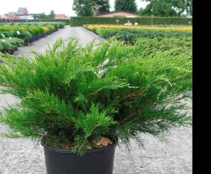 Можжевельник средний Mint Julep в каталоге СЦ Корекозево