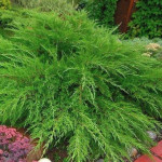 Миниатюра 2. Можжевельник средний 