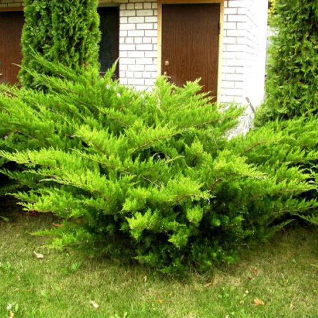 Фото 1. Можжевельник средний 