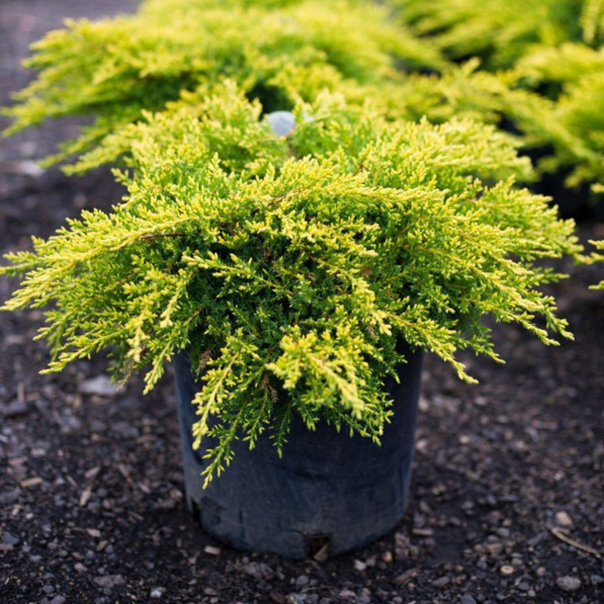 Можжевельник средний Old Gold в каталоге СЦ Корекозево