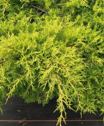 Можжевельник средний Old Gold в каталоге СЦ Корекозево