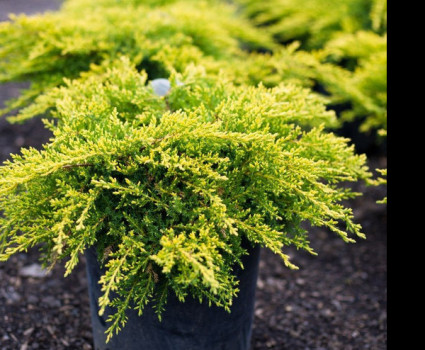 Можжевельник средний Old Gold в каталоге СЦ Корекозево