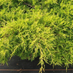 Миниатюра 4. Можжевельник средний 