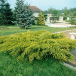 Миниатюра 2. Можжевельник средний 