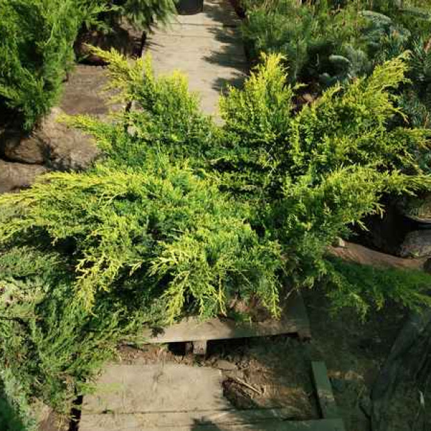 Фото 1. Можжевельник средний 