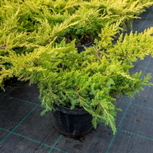 Фото 2. Можжевельник средний 