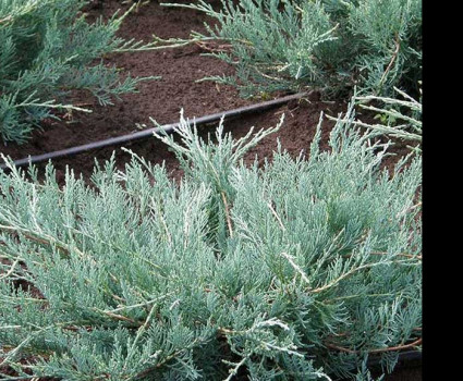 Можжевельник виргинский Grey Owl в каталоге СЦ Корекозево