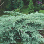 Миниатюра 1. Можжевельник виргинский 