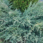 Миниатюра 2. Можжевельник виргинский 