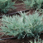 Миниатюра 3. Можжевельник виргинский 