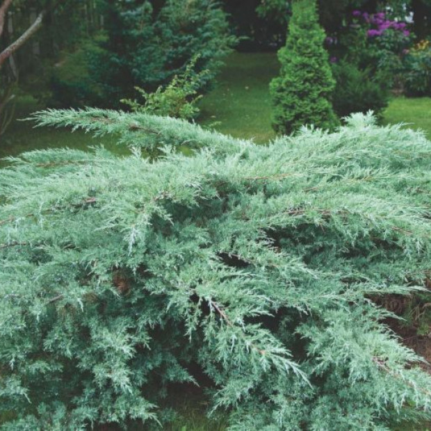 Фото 1. Можжевельник виргинский 